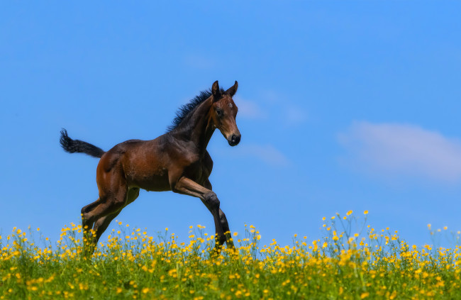 Обои картинки фото животные, лошади, жеребенок, небо, луг, цветы