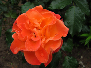 Картинка цветы розы роза макро капли