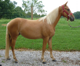 Картинка животные лошади лошадь соловая уздечка