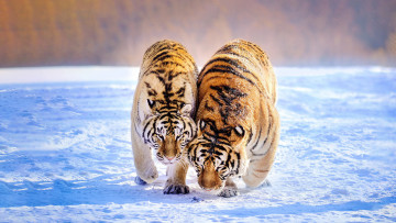 обоя животные, тигры, тигр, зима, хищник, пара, зверь