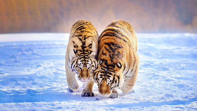 Обои картинки фото животные, тигры, тигр, зима, хищник, пара, зверь