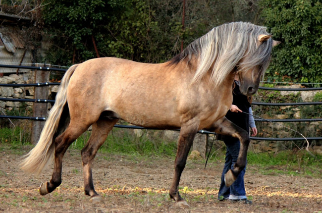 Обои картинки фото животные, лошади, лошадь, соловая, загон, тренировка