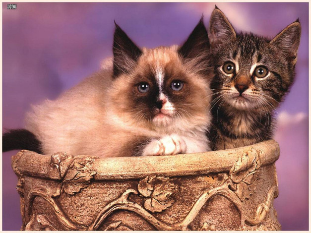 Обои картинки фото животные, коты