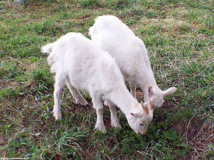 Картинка козлятушки ребятушки животные козы