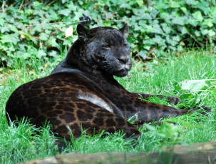 Картинка животные пантеры ягуар лежит трава