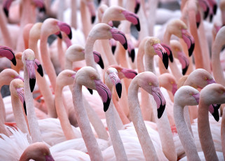 Картинка животные фламинго розовый клюв шея