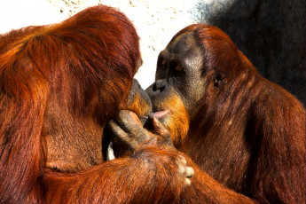 Картинка животные обезьяны орангутанг поцелуй