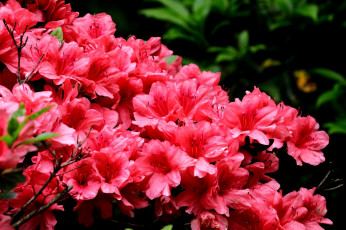 Картинка цветы рододендроны азалии ветки красный