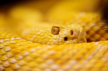 Картинка животные змеи питоны кобры желтый чешуя