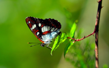 Картинка животные бабочки ветка лето