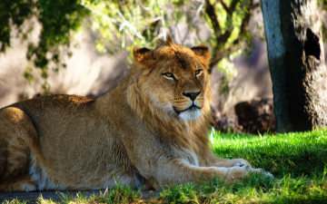 Картинка животные львы трава лежит молодой лев