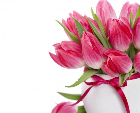 Обои картинки фото цветы, тюльпаны, ваза, лента