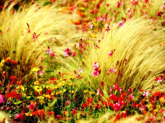 Обои картинки фото цветы, луговые, полевые, луг, трава