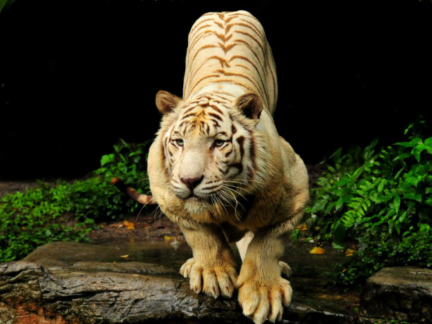 Обои картинки фото животные, тигры, хищник, листья, поза