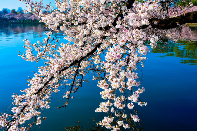 Обои картинки фото цветы, сакура, вишня, вода, цветение, ветки