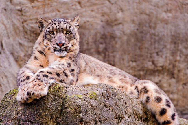 Обои картинки фото животные, снежный, барс, ирбис, леопард, лежит, смотрит, камень