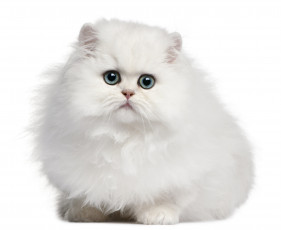 Картинка животные коты кот кошка котёнок белый фон