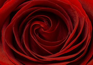 Картинка цветы розы лепестки красная