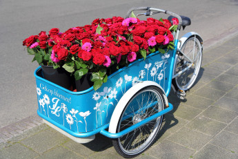 Картинка цветы разные+вместе герберы велосипед розы