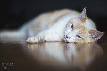 Картинка животные коты мордочка кошка отдых