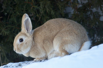 Картинка животные кролики +зайцы кролик снег зима