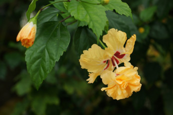 Картинка цветы гибискусы желтый