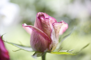 Картинка цветы розы макро бутон лепестки