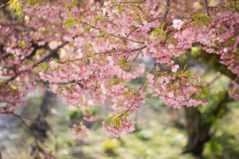 Картинка цветы сакура +вишня розовый нежность весна дерево ветки цветение