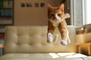 Картинка животные коты дом прыжок рыжий взгляд кот