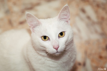 Картинка животные коты глаза мордочка белая кошка