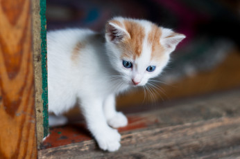 Картинка животные коты голубые глаза котёнок
