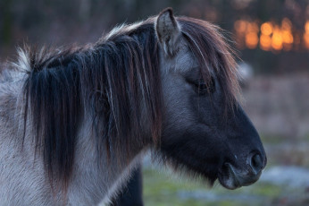 Картинка животные лошади челка грива профиль морда пони