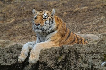 Картинка животные тигры отдых камни лапы морда кошка