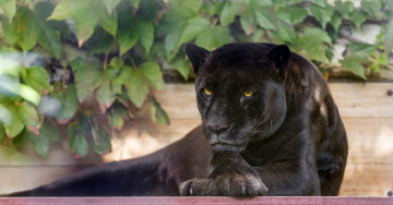 Картинка животные пантеры листва отдых лапы морда кошка черный ягуар