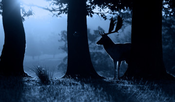 Картинка животные олени природа олень силуэт ночь