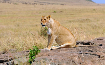 Картинка животные львы саванна трава камень львица