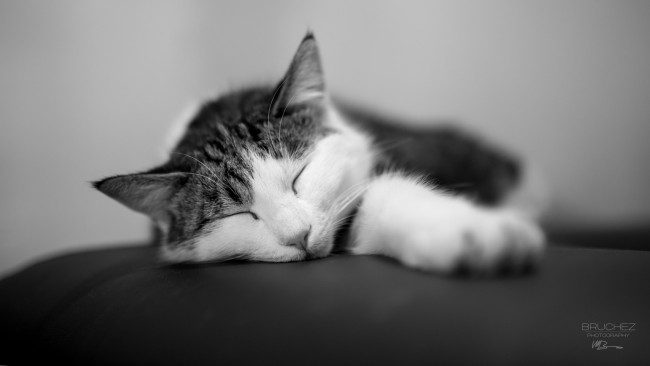 Обои картинки фото животные, коты, отдых, сон, лапы, мордочка, кошка