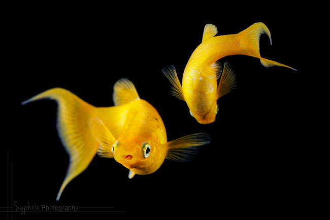 Обои картинки фото животные, рыбы, аквариум, пара, золотые, рыбки