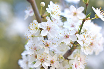 Картинка цветы цветущие+деревья+ +кустарники белые макро весна