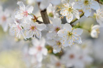 Картинка цветы цветущие+деревья+ +кустарники бклые весна