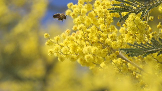 Обои картинки фото цветы, мимоза, пчела, цветение