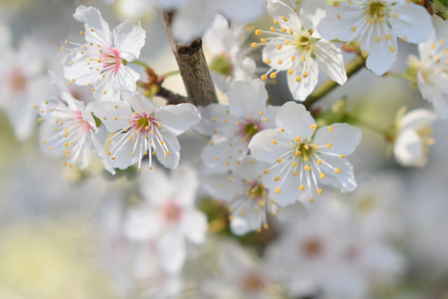 Обои картинки фото цветы, цветущие деревья ,  кустарники, бклые, весна