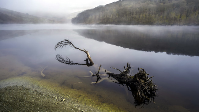 Обои картинки фото природа, реки, озера, дерево, туман, река