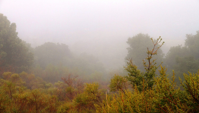 Обои картинки фото природа, пейзажи, туман, кусты, деревья, утро