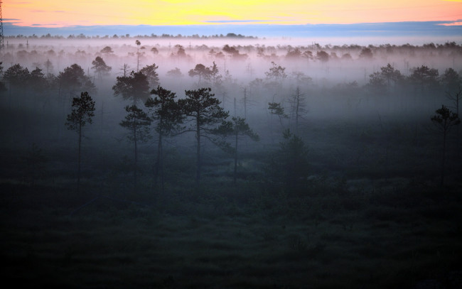 Обои картинки фото природа, восходы, закаты, туман, рассвет, утро, деревья