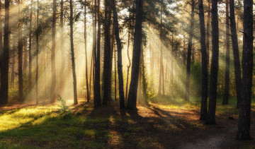 Картинка природа лес лучи солнечный свет сосны утро landscape