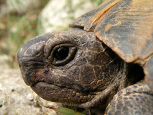 Картинка животные Черепахи черепаха голова панцирь