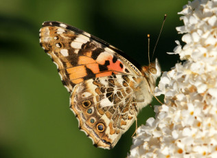 Картинка животные бабочки +мотыльки +моли сирень цветок бабочка