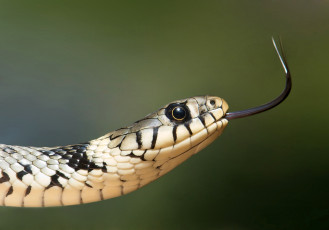 Картинка животные змеи +питоны +кобры язык голова змея