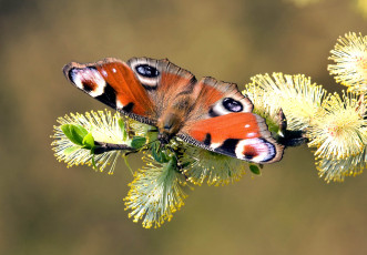 обоя животные, бабочки,  мотыльки,  моли, весна, ветка, верба, павлиний, глаз, бабочка